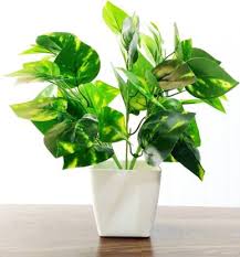 A strong blast of water can be enough to shake them off. Bluebird Money Plant Bunch With Beautiful White Pot Artificial Plant With Pot Price In India Buy Bluebird Money Plant Bunch With Beautiful White Pot Artificial Plant With Pot Online At Flipkart Com