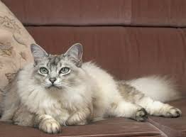 Asian Semi Longhair Wallpapers Hd Download Cat Breeds Long Haired Cats Russian Blue Cat