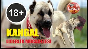 Kangal Kopeklerin Liderlik Kavgasi Kangal Dovusleri 2018 Kangal Dog S Liderlik Kopek