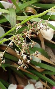 Image result for Luzula johnstonii