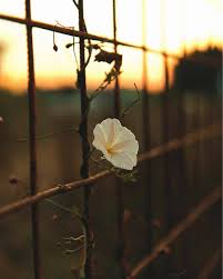 Pin Von Begonia Auf Am Zaun Entlang Landleben Blumen Pflanzen Wunderschon Pflanzen