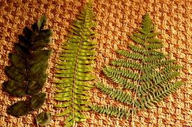 Not only are ferns easy to care for and maintain, they come in a wide variety of shapes and sizes so you can match or wholesale ferns plants for sale. Drying Ferns For Framed Botanicals Southern Hospitality