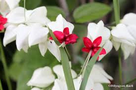 Thankfully, mother nature does not disappoint us with a wide array of flowers that bloom in spring since they don't the cold. Beautiful Flowers Of Assam Dibyajyoti Koch A Blog On Oracle Application