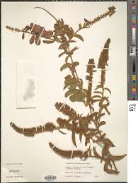 Image result for Combretum psidioides