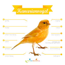 Wenn neue anzeigen eingestellt werden. Kanarienvogel