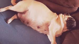 Yes, my dog 'told me' i was going to go into labour. Pug Going Into Labour For The First Time Bella Youtube