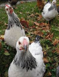 Are you looking for a dual purpose chicken breed appreciated by beginning. Help Sexing 19 Week Old Columbian Wyandotte Backyard Chickens Learn How To Raise Chickens