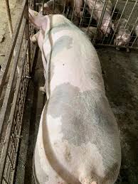 Toate apartmente noi de vanzare în brașov direct de la dezvoltător. Microferma Porci Pietrain Santana Arad Posts Facebook