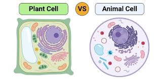 Their shape is adapted to carry oxygen and pass easily study the two diagrams of plant and animal cells below. 6th Grade Science Cells Animal Plant Proprofs Quiz