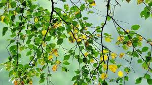 Like other fungal diseases, alternaria can be complex in what it is and how it appears, but there are many treatment options that you can use to eradicate it. Silver Birch Betula Pendula British Trees Woodland Trust