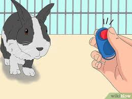 Comment Dresser Un Lapin Avec Images Wikihow En 2020 Jeu Pour Lapin Animaux Intelligents Lapin