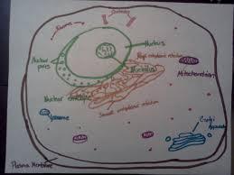 Eukaryotic cells are larger, more complex, and have evolved more recently than prokaryotes. How To Draw An Animal Cell Owlcation