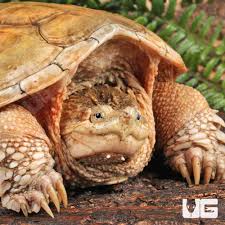 Image result for Cryptolepis hypoglauca