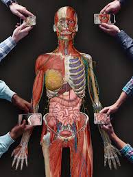 900+ vectors, stock photos & psd files. Human Anatomy Atlas 2021 Complete 3d Human Body Apps On Google Play