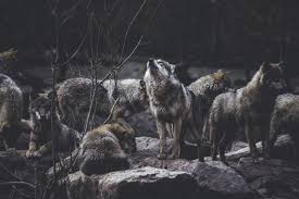 4 days and teen wolf starts with season 4. Tumblr Desktop Wolf Wallpapers Wallpaper Cave