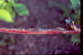 Image result for Raspberry spur blight