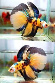 Pin By Cloudy Eyes On Peixes Beta Beautiful Fish Pet Fish Betta Fish