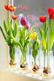 How To Grow Bulbs In A Glass Vase Hunker Growing Tulips Tulip Bulbs Beautiful Flowers