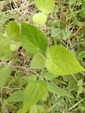 Image result for Sida urens