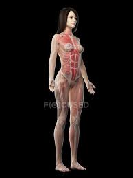 See an illustration of and learn about the aorta, the largest artery in the body, in the emedicinehealth image collection gallery. Female Anatomy Stock Photos Royalty Free Images Focused