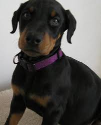 Dog adoption in new jersey. Doberman Pinscher Puppy For Sale Adoption Rescue For Sale In Landing New Jersey Classified Americanlisted Com