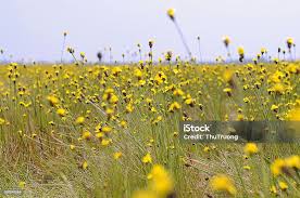 Image result for Xyridaceae