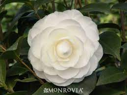 Garden Plant Nursery Landscape Design Installation Camellia Flower Perfect Plants Plants