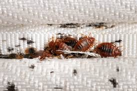 Image result for bed bugs droppings