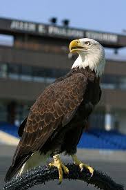 Birds Of Prey In Georgia Usa Freedom Georgia Southern Eagles Georgia Southern Georgia Southern University