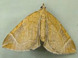 Image result for Eulithis testata