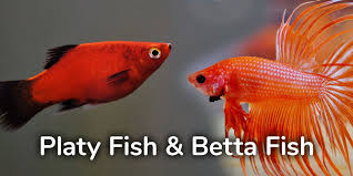Platy Fish And Betta Fish Can You Keep Them In Same Aquarium Aquariumnexus In 2020 Betta Fish Platy Fish Fish