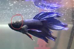 Most bettas jump due to improper water conditions. Betta Fish Ick Tropical Fish Forums