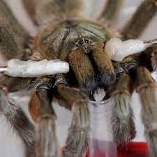 Magically concentrated venom of the carnivorous leaping tree spider. Pdf Migalomorphic Spiders Venom Extraction And Investigation Of Biological Activity
