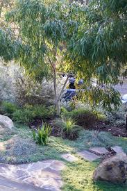 Image result for Eucalyptus citriodora