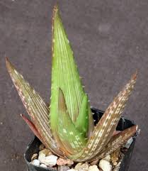 Image result for Aloe cameronii × greatheadii
