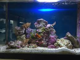 The visual arts curriculum encourages divergent thinking and creative exploration, which helps students make sense of our increasingly visual world. What Are The Types Of Saltwater Tanks Centreville Aquariumcentreville Aquarium