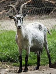 The milk yield per lactation of the chamois coloured goat goat is given as >700kg, and with 3.4% fat and 2.9% protein. Zootierlistehomepage