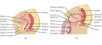 Image result for Bladder Anatomy