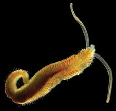 Image result for Polystachya bicarinata