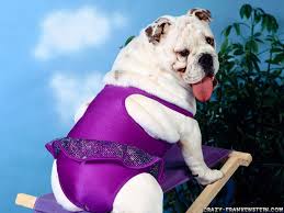 Funny Dog Picture Www Sosyopet Com Evcil Hayvanlar Hayvanlar
