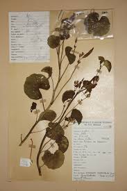 Image result for Ipomoea asarifolia