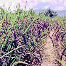 Have You Tried Our Forbidden Black Rice Yet Black Rice Rice Nutrition Rice