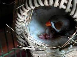 Feeding Baby Finches Youtube