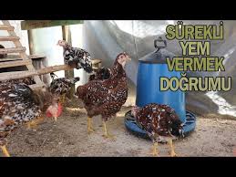 Tavuklara Surekli Yem Vermek Dogrumu Youtube