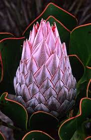 Pin On Cactus Garden