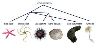Read About The Structure And Function Of The Different Types Of Echinoderms Echinoderms Seastar Sanddollar S Echinoderm Sea Cucumber Animal Classification
