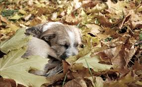 Les Mycotoxines Un Danger Pour Le Chien