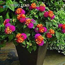 Lantana Bush Care How To Grow Lantana Plant And Trees Container Gardening Flowers Lantana Plant Container Gardening