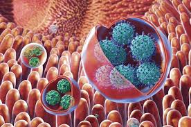 Сальмонеллы (тиф брюшной, паратиф, сальмонеллез, salmonella spp.) Norovirus Clusters Are Resistant To Environmental Stresses And Uv Disinfection New Study Finds Eurekalert Science News