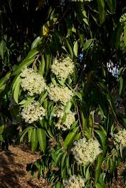 Image result for Maranthes